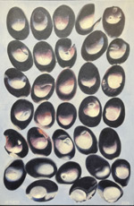 Hard-boiled Halve-nots